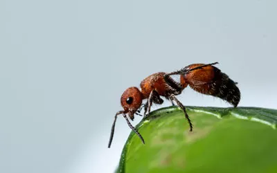 Red velvet ant in in Eastern & Central VA - Loyal Termite & Pest Control