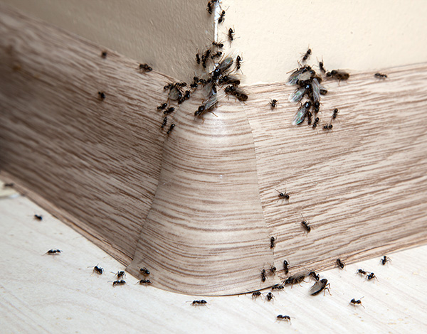 Signs of an Ant Infestation from Loyal Termite & Pest Control in Henrico VA & Richmond VA