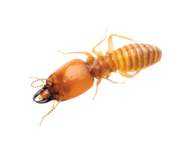 Residential Pest Control Loyal Termite & Pest Control Henrico VA & Richmond VA