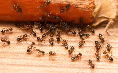 Ants that detected moisture in Richmond VA - Loyal Termite & Pest Control
