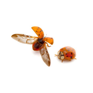 Asian Lady Beetles