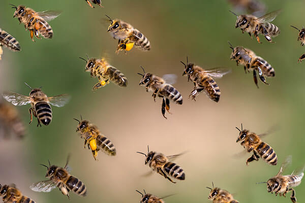 When to Call the Hornet and Wasp Exterminator at Loyal Termite & Pest Control in Henrico VA & Richmond VA