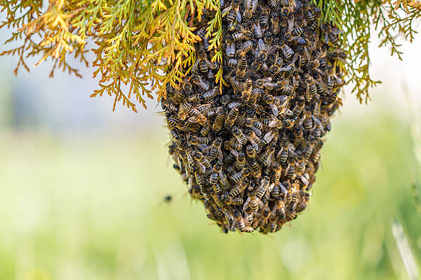 Identifying when you have a bee issue by Loyal Termite & Pest Control Henrico VA & Richmond VA