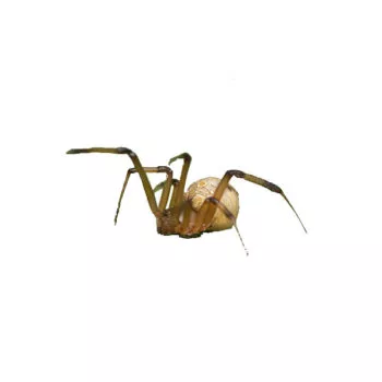 Common Spiders In North Carolina + Identification Guide!