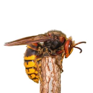 European identification in Central and Eastern Virginia - Loyal Termite & Pest Control