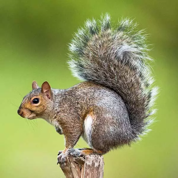 gray-squirrel-identification-gray-squirrels-in-central-and-eastern