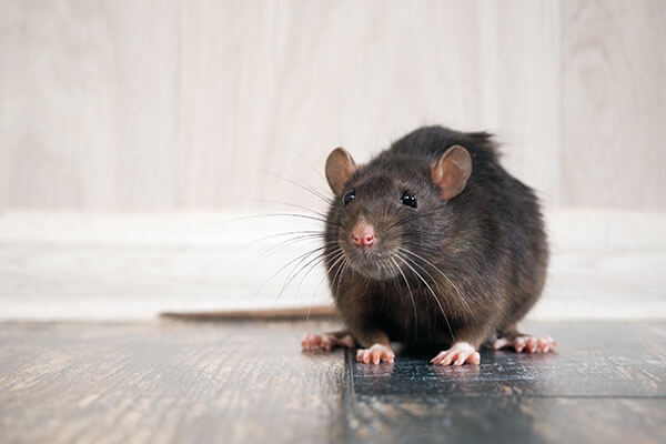 Mice Exterminator at Loyal Termite & Pest Control in Henrico VA & Richmond VA