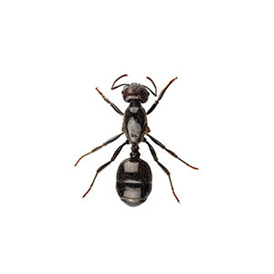little-black-ants