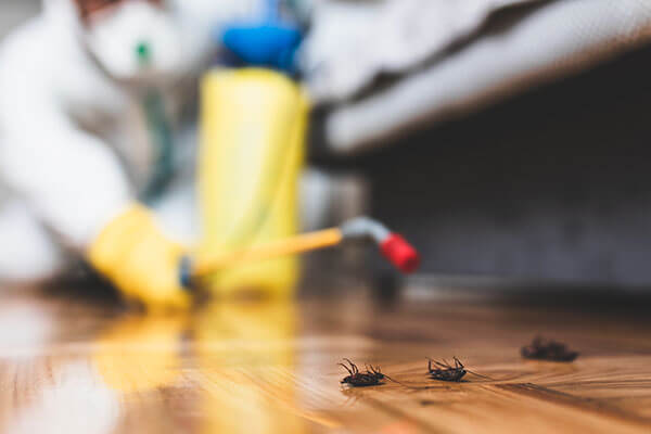 Cockroach Exterminators at Loyal Termite & Pest Control in Henrico VA & Richmond VA