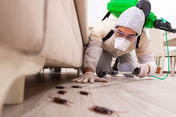 When to Call the Cockroach Exterminators at Loyal Termite & Pest Control in Henrico VA & Richmond VA