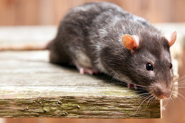 Dangers of Rodents in Virginia by Loyal Termite & Pest Control in Henrico VA & Richmond VA