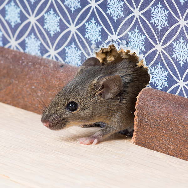 Keep Rodents Out of Your Home by Loyal Termite & Pest Control in Henrico VA & Richmond VA
