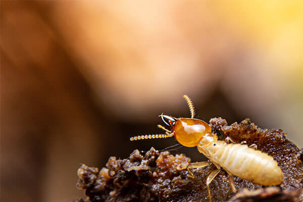 How to Detect Termites Early by Loyal Termite & Pest Control in Henrico VA & Richmond VA
