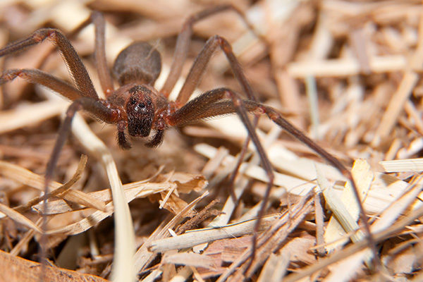 Spider Prevention Tips by Loyal Termite & Pest Control in Henrico VA & Richmond VA