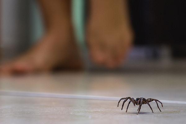Loyal Termite & Pest Control in Henrico VA & Richmond VA identifies which spiders are dangerous