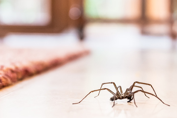 Spider Exterminators at Loyal Termite & Pest Control in Henrico VA & Richmond VA