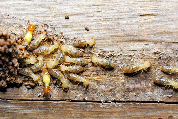 Termite Treatment Loyal Termite & Pest Control Henrico VA & Richmond VA
