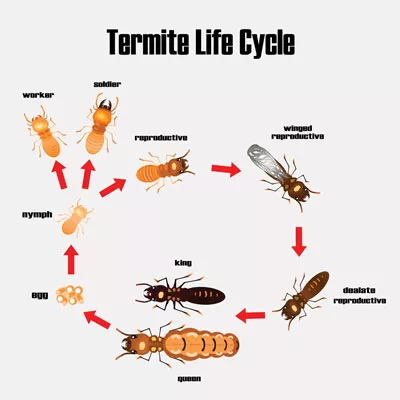 Termite workers and soldiers in Henrico VA - Loyal Termite & Pest Control