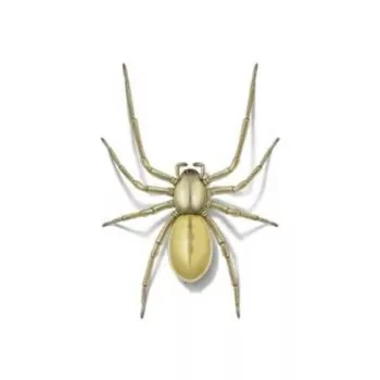 Yellow sac spider
