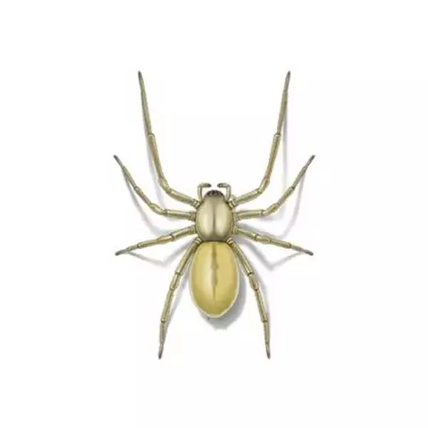 Yellow sac spider