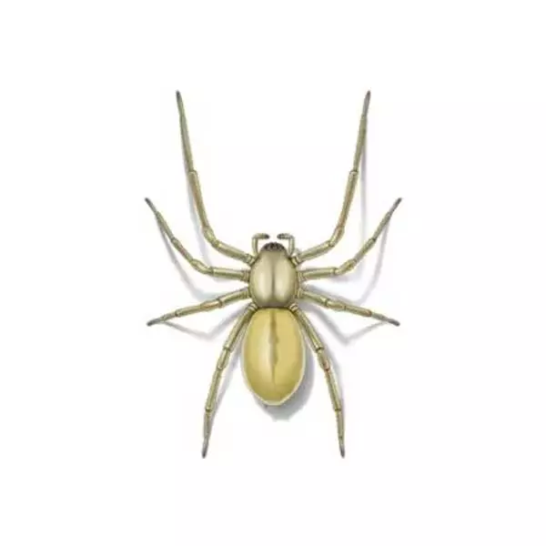 Spiders - Control of pest spiders in the garden.