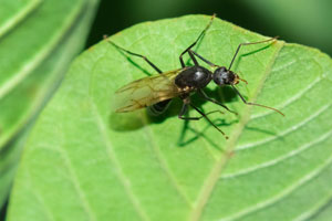 Carpenter ants are confused for termites often in Henrico VA. Learn the differences from the experts at Loyal Termite & Pest Control