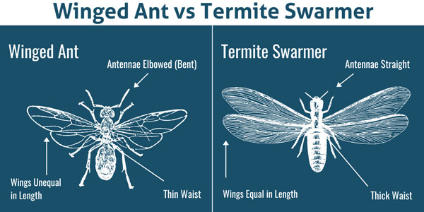 Winged ant vs. termite in Henrico VA - Loyal Termite & Pest Control