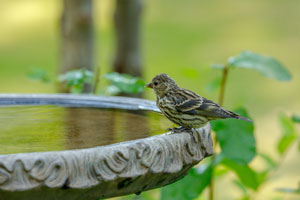Remove standing water from bird baths to help prevent mosquitoes in Henrico and Richmond VA - Loyal Termite & Pest Control.