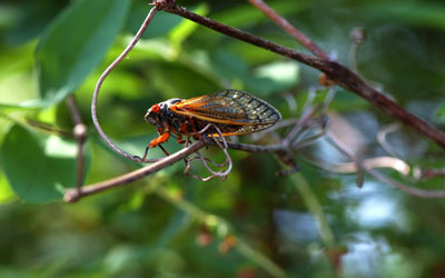 Periodical cicadas in Virginia - Loyal Termite & Pest Control