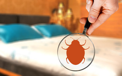 Learn about bed bug myths in Henrico VA - Loyal Termite & Pest Control