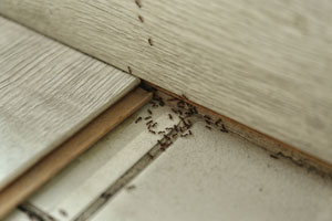 Prevent summer ants in Henrivo VA - Loyal Termite & Pest Control