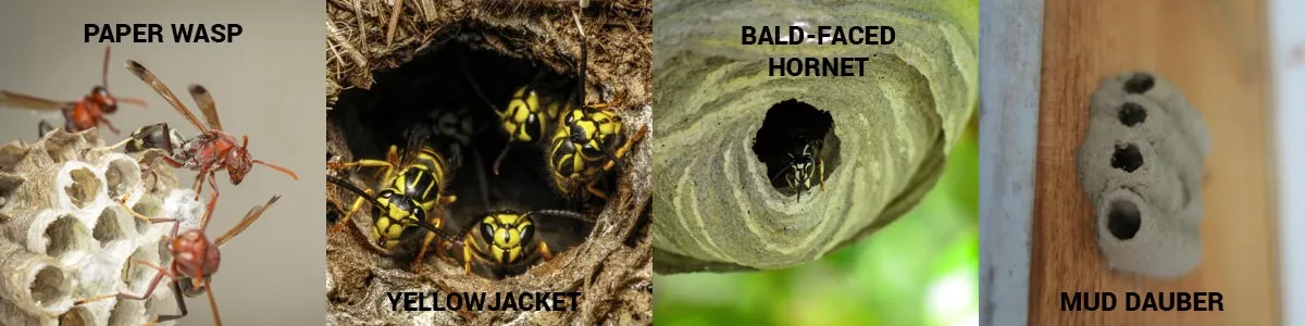 Types of wasp nests in Henrico VA - Loyal Termite & Pest Control