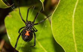 Black widows are one of two dangerous spiders in Henrico VA - Loyal Termite & Pest Control