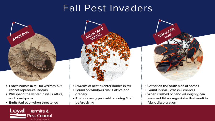 Fall pest prevention in Virginia - Loyal Pest Control
