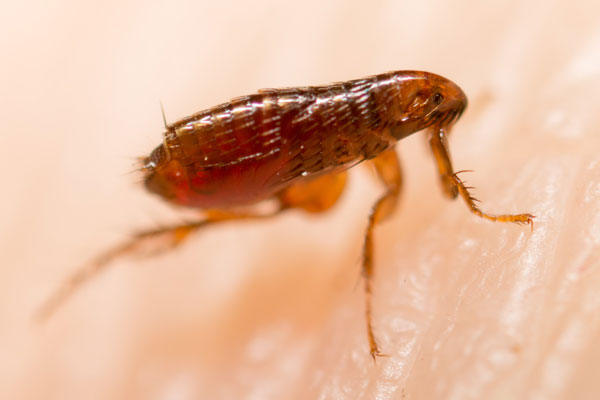 Flea exterminator in Richmond VA - Loyal Termite & Pest Control