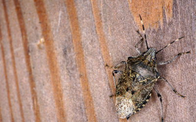 Stink bugs are a common fall invader in Henrico VA - Loyal Termite & Pest Control