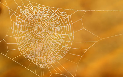 Spiders are one of many pests that can invade Virginia homes in the fall - Loyal Termite & Pest Control