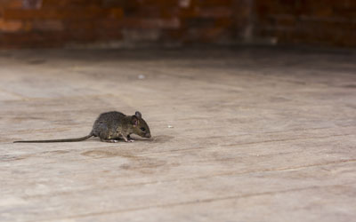 Rodents are entering Henrico VA homes during the pandemic - Loyal Termite & Pest Control