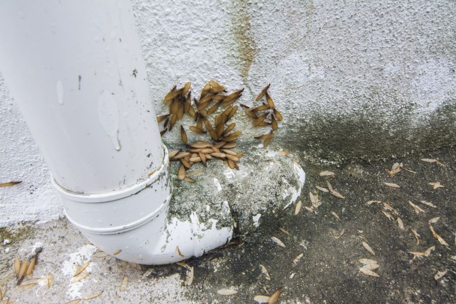 When is Termite Season in your Henrico VA property - Loyal Termite & Pest Control