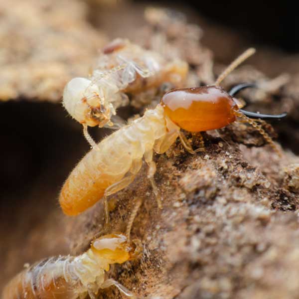 Termite prevention in your Henrico VA property - Loyal Termite & Pest Control