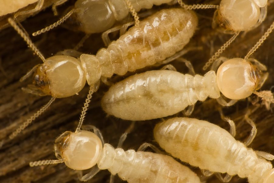 What is the Life Cycle of a Termite in your Henrico VA property - Loyal Termite & Pest Control