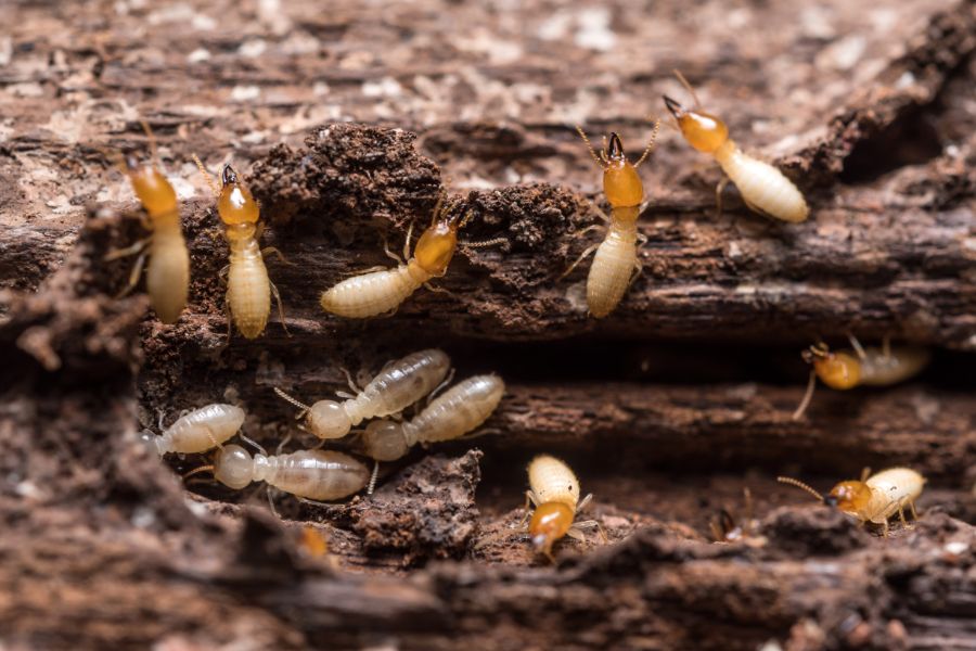 What Termites are in your Henrico VA property - Loyal Termite & Pest Control