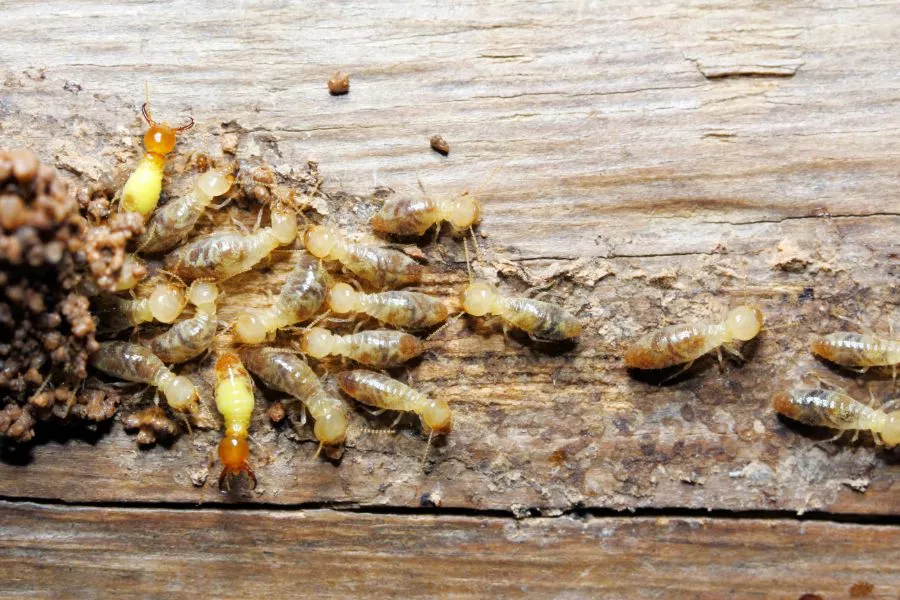 How Much Damage Can Termites Cause in your Henrico VA property - Loyal Termite & Pest Control