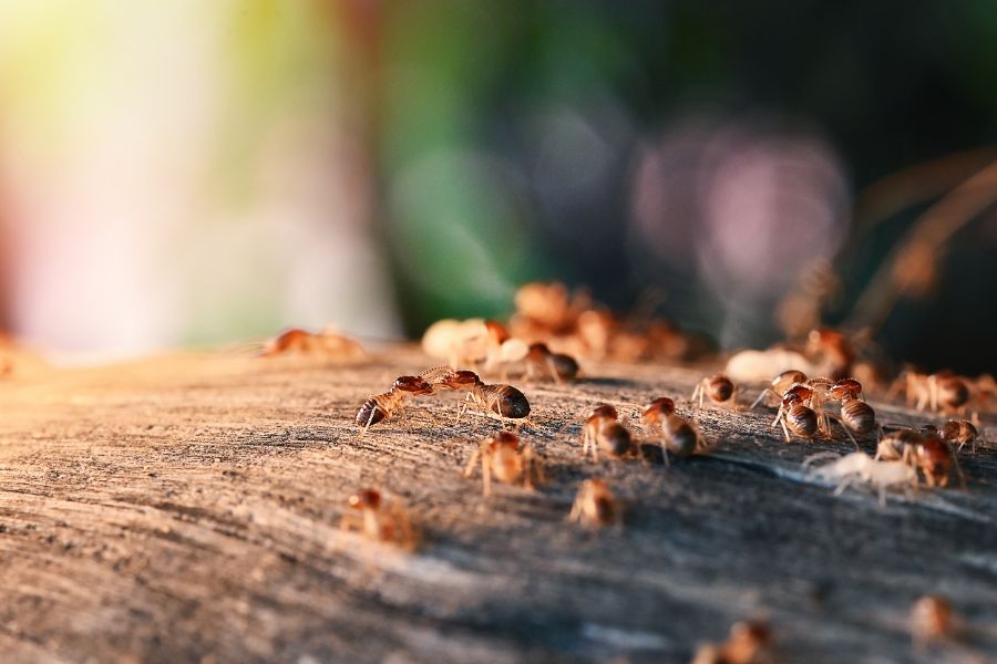 When is termite treatment necessary in your Henrico VA property - Loyal Termite & Pest Control