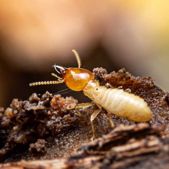 in your Henrico VA property - Loyal Termite & Pest Control