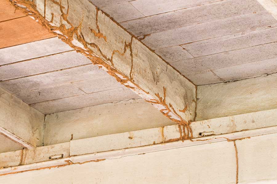 What Does Termite Damage Look Like in your Henrico VA property - Loyal Termite & Pest Control