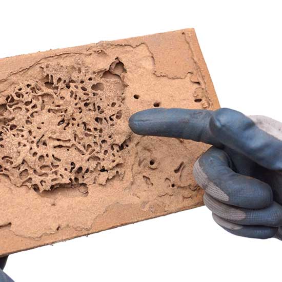 Termite damage in your Henrico VA property - Loyal Termite & Pest Control