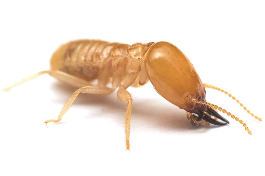 What Does a Termite Look Like in your Henrico VA property - Loyal Termite & Pest Control