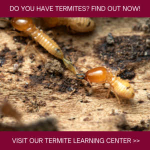 Termite Learning Center in Henrico, Virginia - Loyal Termite and Pest Control