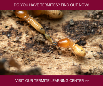 Termites in Virginia